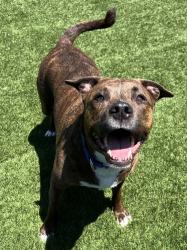 Shelter Stray Female Dog last seen Near N Mollison Avenue, San Diego, CA, 92101, El Cajon, CA 92020