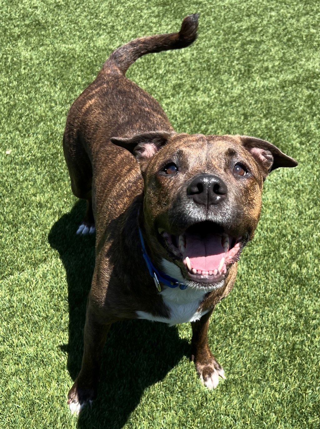 Shelter Stray Female Dog last seen Near N Mollison Avenue, San Diego, CA, 92101, El Cajon, CA 92020