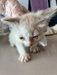 Shelter Stray Male Cat last seen Near W Princeton Drive, Midvale, UT, 84047, Taylorsville, UT 84123