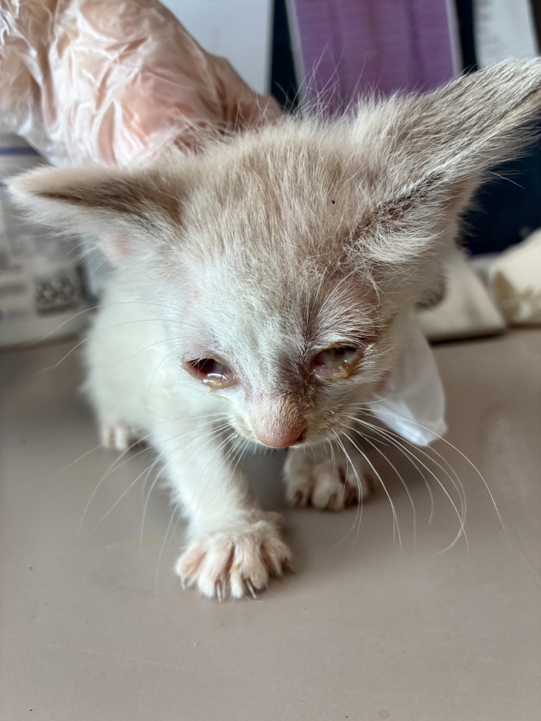 Shelter Stray Male Cat last seen Near W Princeton Drive, Midvale, UT, 84047, 511 W 3900 S, Salt Lake City, UT 84123, USA
