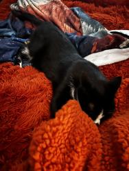Reunited Male Cat last seen Prospect Ave, North Wales, PA 19454