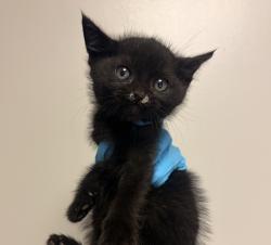 Shelter Stray Male Cat last seen Near Santiago Road, SAN LEANDRO, CA, 94577, Oakland, CA 94621