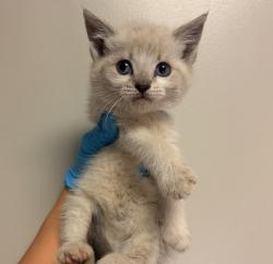 Shelter Stray Male Cat last seen Near Santiago Road, SAN LEANDRO, CA, 94577, Oakland, CA 94621