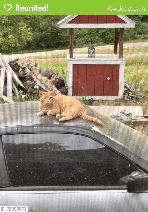 Reunited Male Cat last seen On Beck Road, Indoor Outdoor cat, Durham, NC 27704