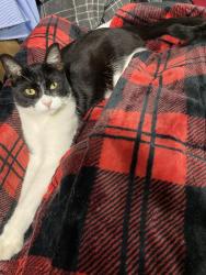 Lost Male Cat last seen Avalon Blvd & Pin Oak, Santa Rosa County, FL 32583