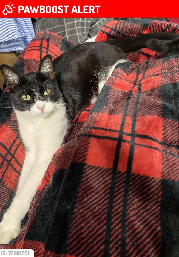 Lost Male Cat last seen Avalon Blvd & Pin Oak, Santa Rosa County, FL 32583