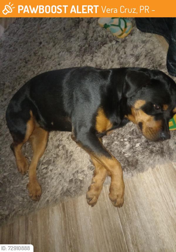 Found/Stray Female Dog last seen Rua xingu B , Vera Cruz, PR 87111-775