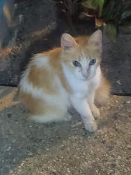 Found/Stray Unknown Cat last seen Pass Rd, Biloxi, MS 39531