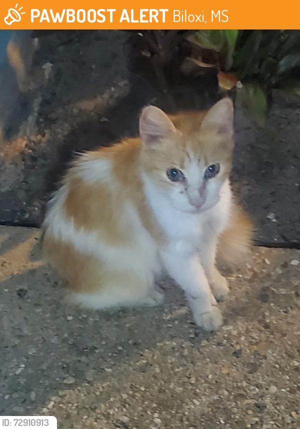 Found/Stray Unknown Cat last seen Pass Rd, Biloxi, MS 39531