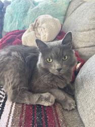 Found/Stray Male Cat last seen Mission Avenue, Oceanside, CA 92057