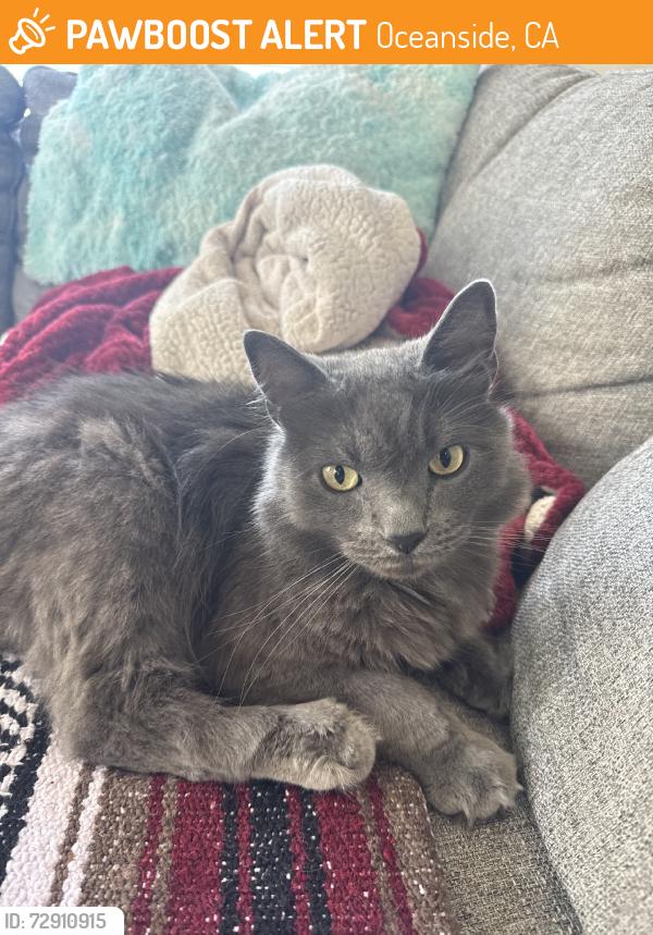 Found/Stray Male Cat last seen Mission Avenue, Oceanside, CA 92057