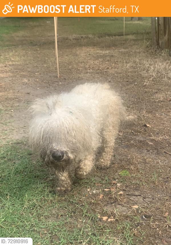 Found/Stray Male Dog last seen Highway 59, Stafford, TX 77477