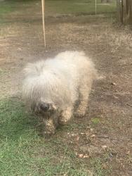 Found/Stray Male Dog last seen Highway 59, Stafford, TX 77477