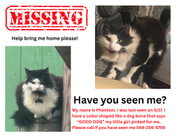 Lost Male Cat last seen Lippert and Sidney near Carstar, Port Orchard, WA 98366