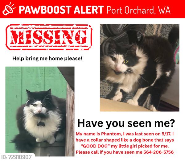 Lost Male Cat last seen Lippert and Sidney near Carstar, Port Orchard, WA 98366