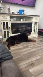 Reunited Male Dog last seen Sunterra, Katy, TX 77493