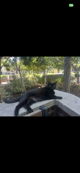 Reunited Female Cat last seen Virginia St at Chestnut St , Berkeley, CA 94702