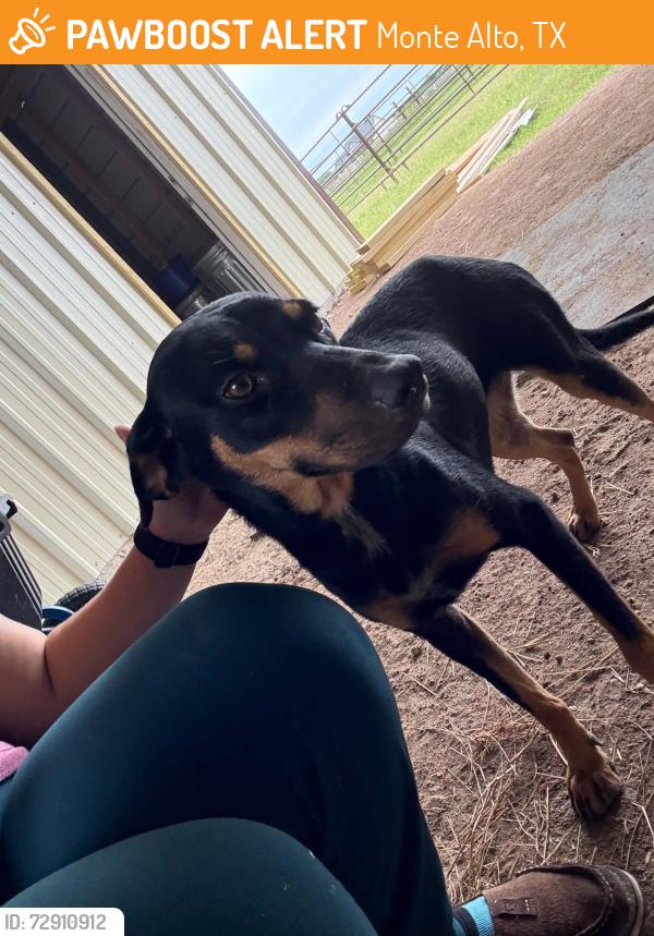 Found/Stray Female Dog last seen 22200 Mile 7 , Monte Alto, TX 78538