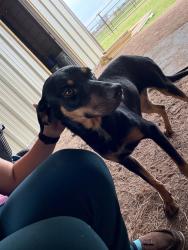 Found/Stray Female Dog last seen 22200 Mile 7 , Monte Alto, TX 78538