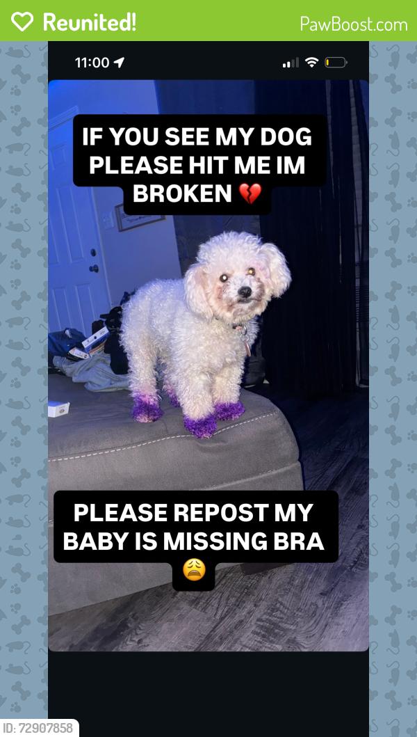 Reunited Female Dog last seen Redan, Decatur, GA 30032