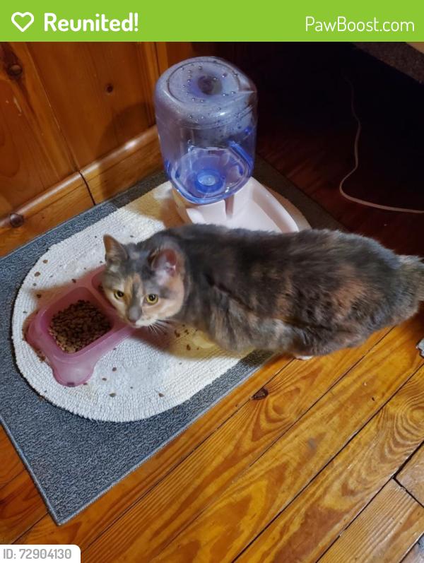 Reunited Female Cat last seen Myrth Ave, Essex, MD 21221