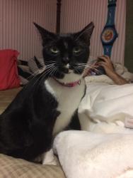 Lost Female Cat last seen 207ter and 125ave, Miami, FL 33177