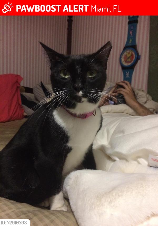 Lost Female Cat last seen 207ter and 125ave, Miami, FL 33177