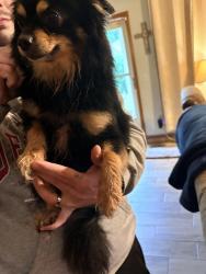 Found/Stray Male Dog last seen Bryant and Main St , Moore, OK 73160