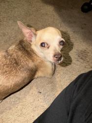 Found/Stray Female Dog last seen N Mariposa and E Michigan, Fresno, CA 93703