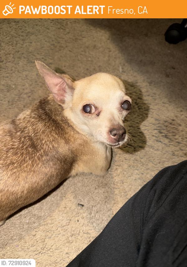 Found/Stray Female Dog last seen N Mariposa and E Michigan, Fresno, CA 93703
