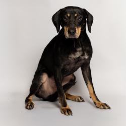 Shelter Stray Male Dog last seen , Port Richey, FL 34653