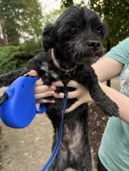 Reunited Male Dog last seen Cobblestone Drive & Sugar Ridge Rd, Inman, SC 29349