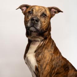 Shelter Stray Male Dog last seen , Port Richey, FL 34653