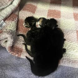 Shelter Stray Female Cat last seen , Palm Springs, CA 92264