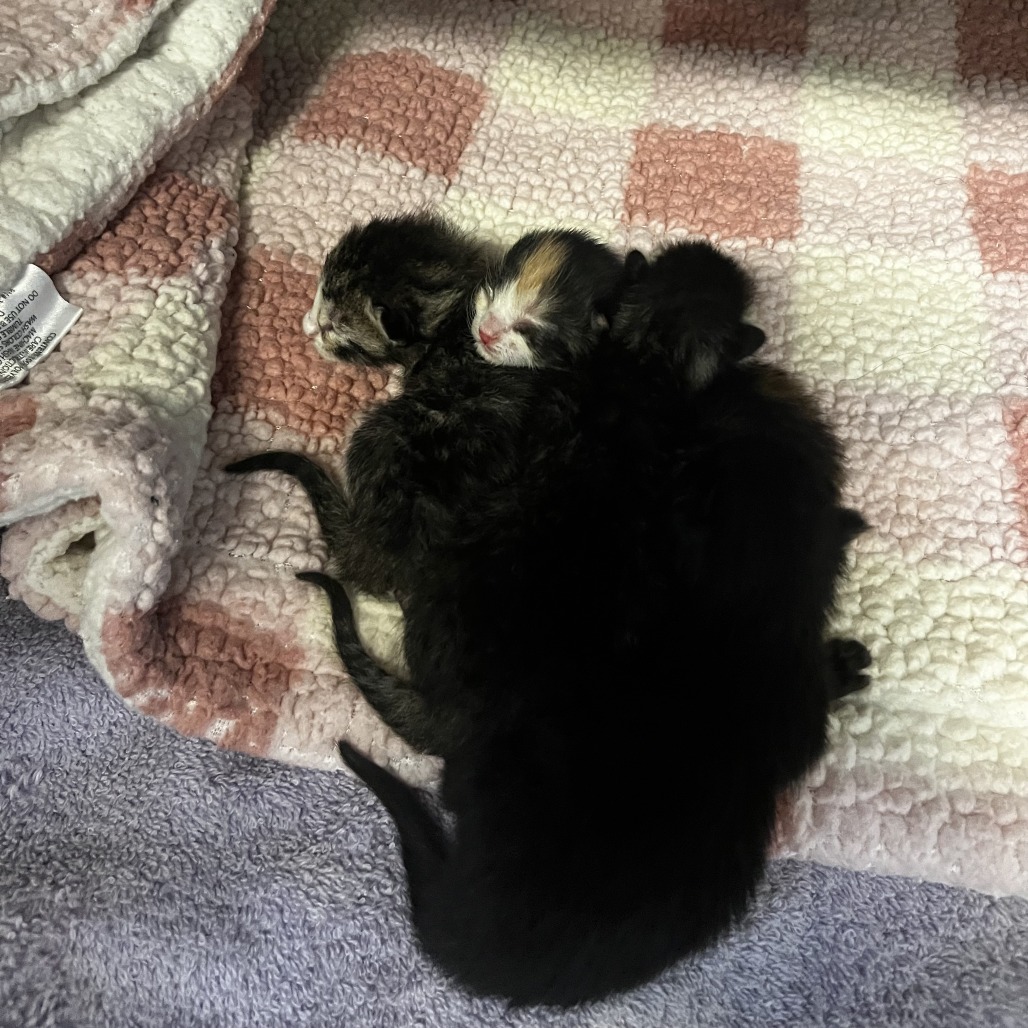 Shelter Stray Female Cat last seen , Palm Springs, CA 92264
