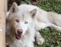 Reunited Male Dog last seen Near SW 125 PL MIAMI FL 33177, Miami, FL 33177