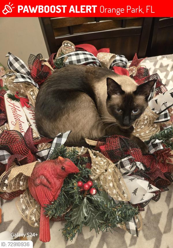 Lost Male Cat last seen Ridgecrest neighborhood , Orange Park, FL 32065
