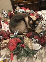 Lost Male Cat last seen Ridgecrest neighborhood , Orange Park, FL 32065