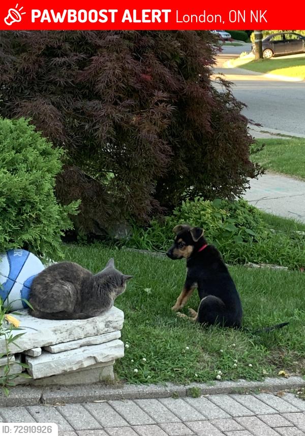 Lost Female Cat last seen Scenic outlook park, London, ON N6K