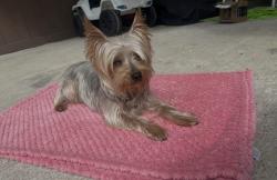 Lost Male Dog last seen Near Jackson Pines Dr, Houston, TX 77090