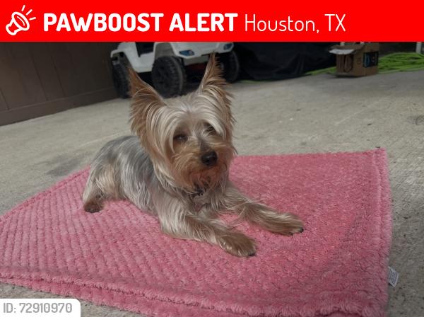 Lost Male Dog last seen Near Jackson Pines Dr, Houston, TX 77090