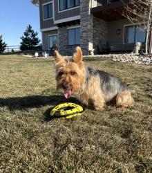 Reunited Male Dog last seen 178th and Mustang in Piedmont, Piedmont, OK 73078