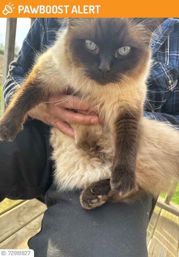 Found/Stray Unknown Cat last seen Near Morning Glory Dr, Tillsonburg, ON N4G 5S9