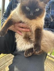 Found/Stray Unknown Cat last seen Near Morning Glory Dr, Tillsonburg, ON N4G 5S9