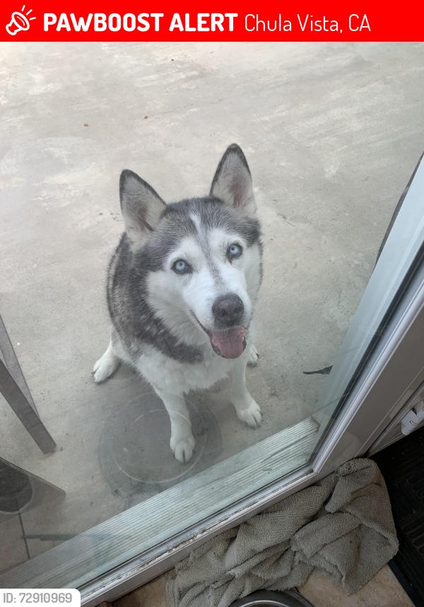 Lost Female Dog last seen 3rd ave, Chula Vista, CA 91910