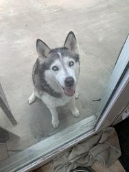 Lost Female Dog last seen 3rd ave, Chula Vista, CA 91910