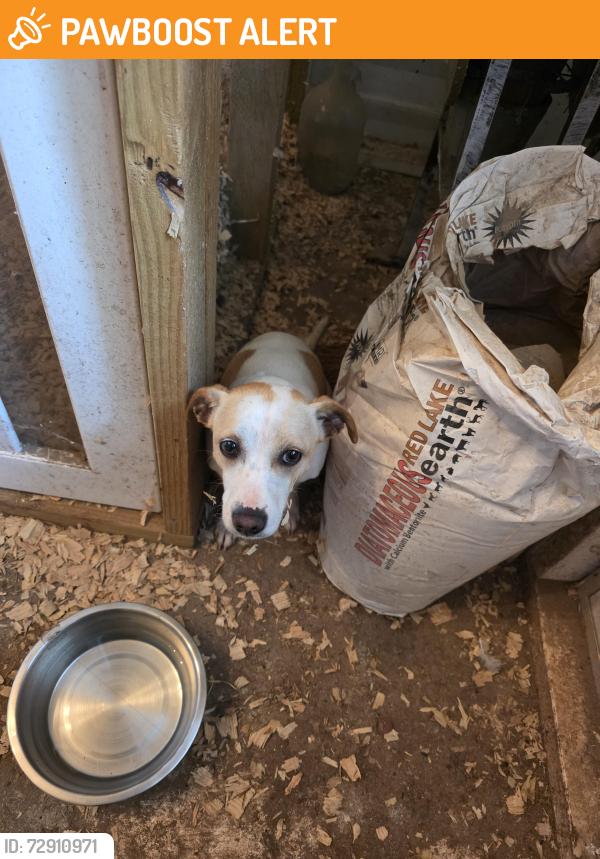 Found/Stray Female Dog last seen Shiloh Church Street , Anderson County, SC 29624