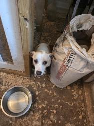 Found/Stray Female Dog last seen Shiloh Church Street , Anderson County, SC 29624