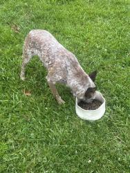 Found/Stray Unknown Dog last seen Route 232/222 split , Bethel, OH 45106