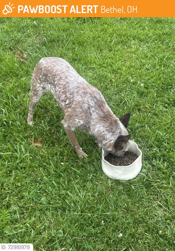 Found/Stray Unknown Dog last seen Route 232/222 split , Bethel, OH 45106